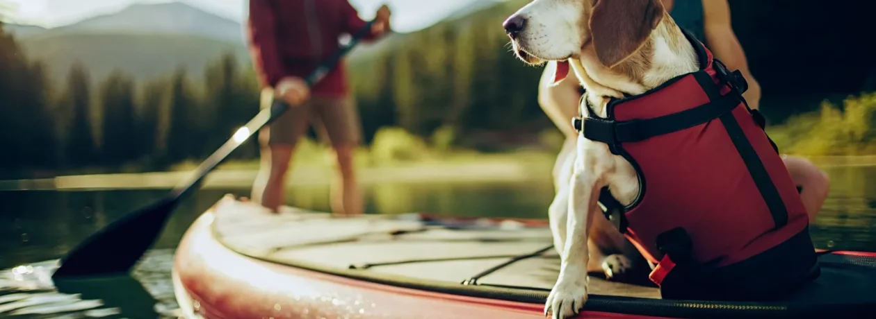 Dog in a canine life jacket riding on a paddleboard at Lake Dillon